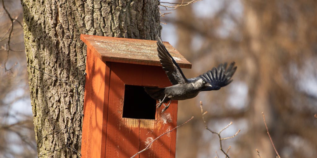 A dynamic shot of a woodpecker in mid-flight, wings spread wide, with a blurred background of trees to convey motion. The image captures the energy and grace of the bird, highlighting its unique shape and colors against a vibrant sky.