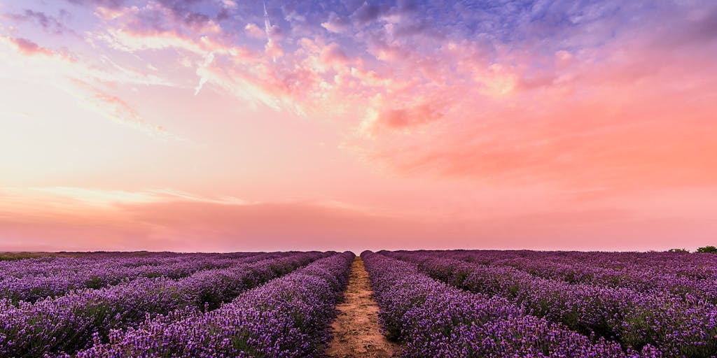 A close-up shot of a lavender field at sunset, with the vibrant purple flowers in sharp focus and a soft bokeh effect in the background. Overlay the image with a transparent pricing table that includes various pricing tiers for Lavender AI services, blending the natural beauty of the lavender with the concept of pricing.