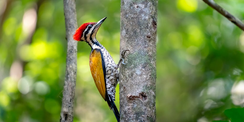 An artistic representation of a woodpecker flying with a scroll that has pricing details written on it. The scroll is unfurling in the wind, and the background features a bright blue sky with fluffy clouds. This image symbolizes the idea of sending out email campaigns and the freedom of communication.